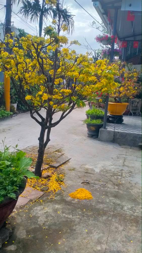 Đất Vàng Phường Bàn Thạch, Tam Kỳ 176m² - Sổ Hồng Sẵn Sàng