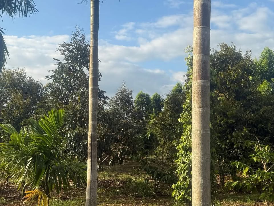 Đất Rẫy Ea M'nang 1.5ha - Kinh Doanh Sinh Lời - Sổ Đỏ 4 Tỷ