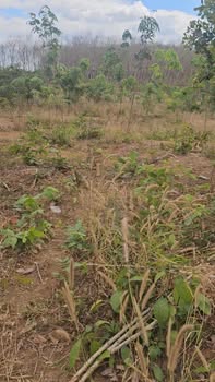 Đất nền Ia Nan, Đức Cơ 7200m² - Sổ đỏ chính chủ