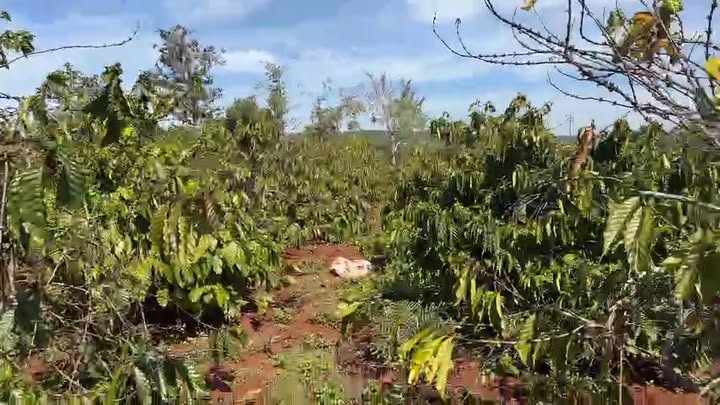 Bán Đất Vườn Gia Lai 3.2ha - Sổ Đỏ Rõ Ràng - Giá Đầu Tư 2.1 Tỷ