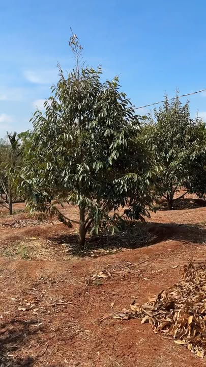 Farm Cà Phê Sầu Riêng 3ha Ea H'leo - Thu Ngay 6.8 Tỷ