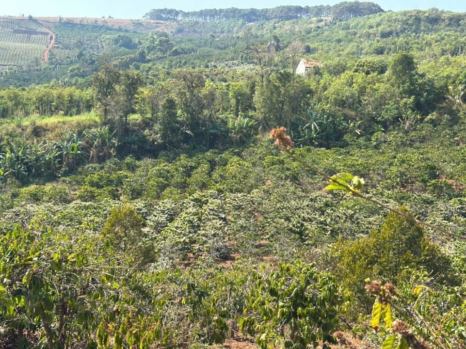 Farm 5ha Đăk Đoa - Sổ Đỏ Sẵn Sàng - Giá 8.5 Tỷ Tốt