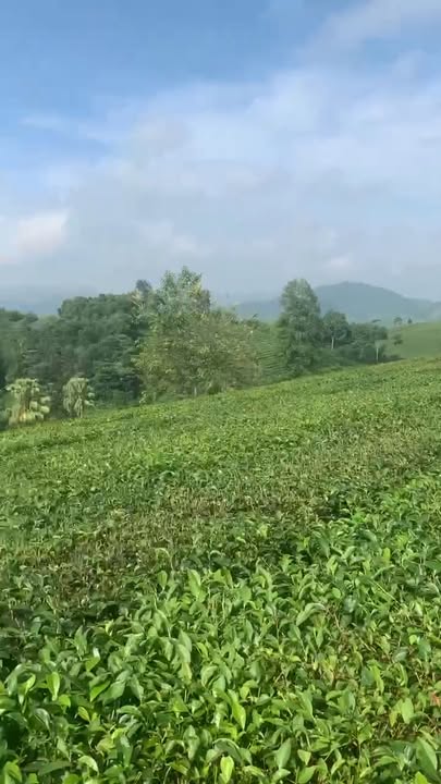 Bán Đất Đồi Chè Long Cốc 1400m² Giá 200Tr - Nghỉ Dưỡng Lý Tưởng