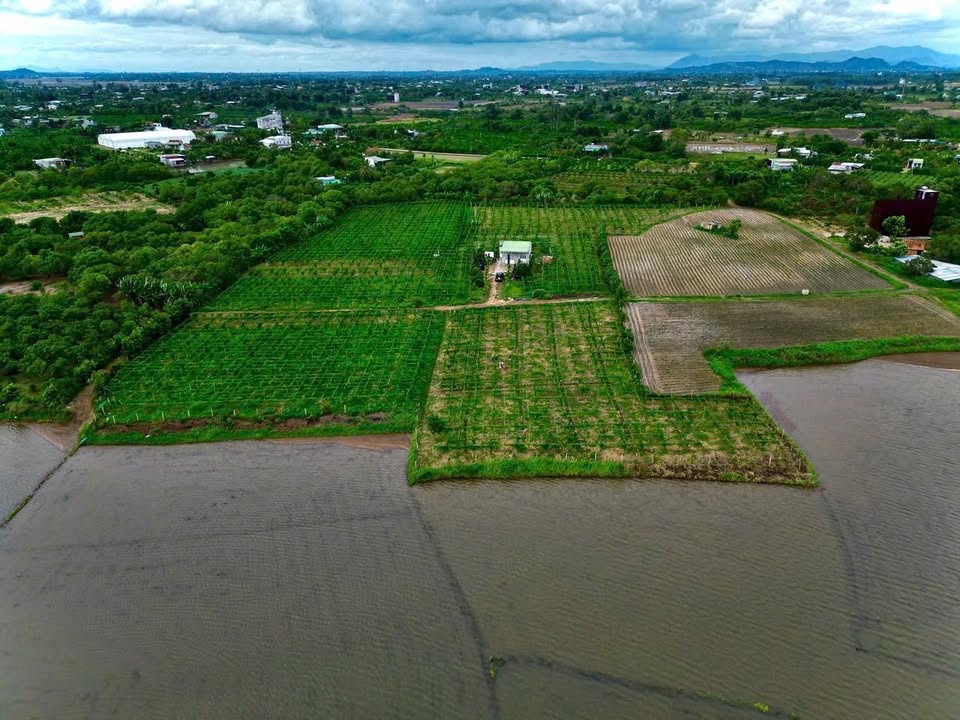 Đất Đắk Lắk 1.8ha Sầu Riêng, Mặt Tiền 190m, 1200m² Thổ Cư - Giá 4.6 Tỷ