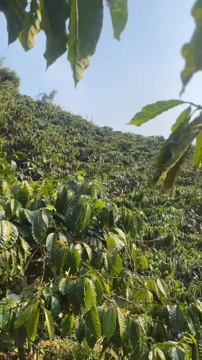 Đất Nền 14.000m² Hòa Bắc, Di Linh - Sổ Trích Lục, Giá 2.4 Tỷ