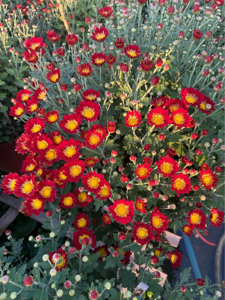 Đất Mặt Tiền Bà Tư Gạo, Mỹ Tho - 100m² Thổ Cư, Giá Đầu Tư Hấp Dẫn