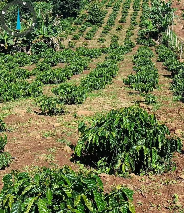 Bán Đất Lâm Hà 2000m² - Sổ Đỏ Chính Chủ, Giá 1.5 Tỷ Đầu Xuân