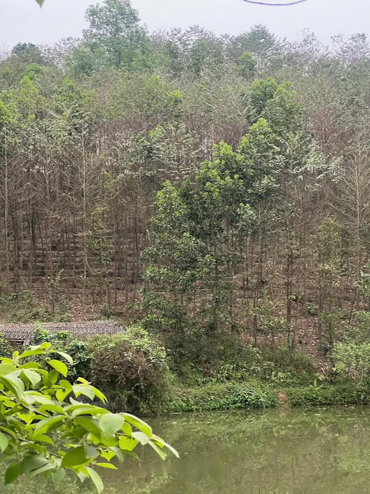 Bán đất vườn Yên Lập Phú Thọ 6000m² - Đầu tư dài hạn sinh lời