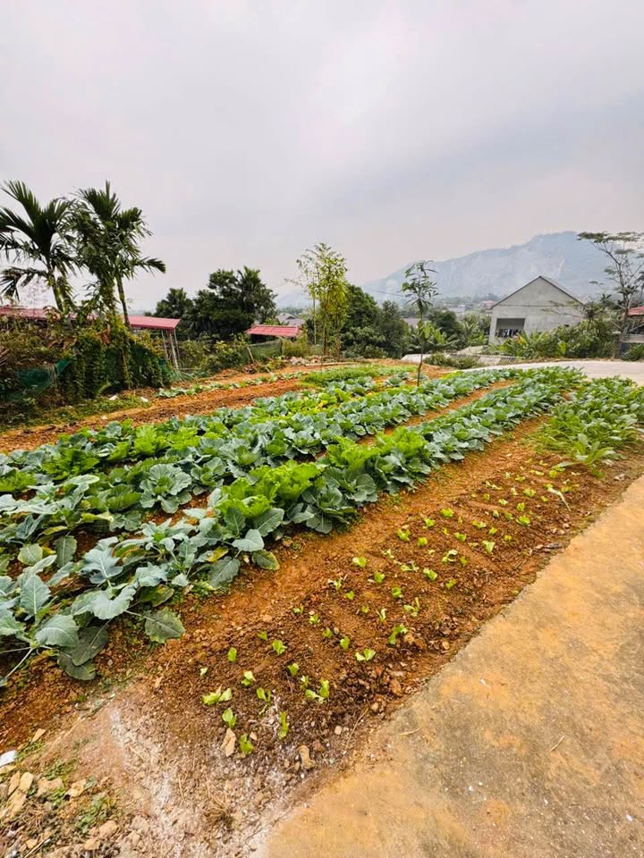 Nhà Riêng Thị trấn Yên Lập 500m² - Ô tô vào tận nhà, giá tốt hiếm có!