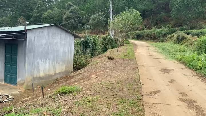 Đất nông nghiệp Xuân Trường Đà Lạt 7975m² 1,4tỷ/sào - Sổ đỏ