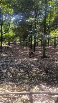 Đất Vườn Xã Phú Lộc, Tân Phú 2.5ha – Sổ Đỏ Chính Chủ