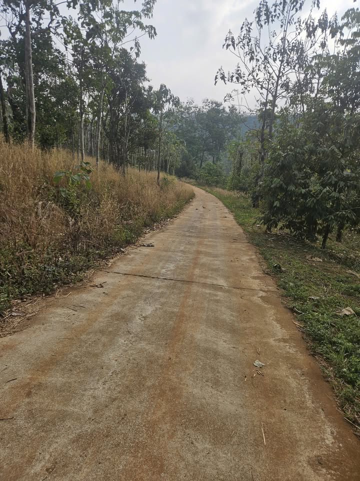 Đất nền Gia Nghĩa 1440m² mặt tiền 60m Sổ hồng sẵn