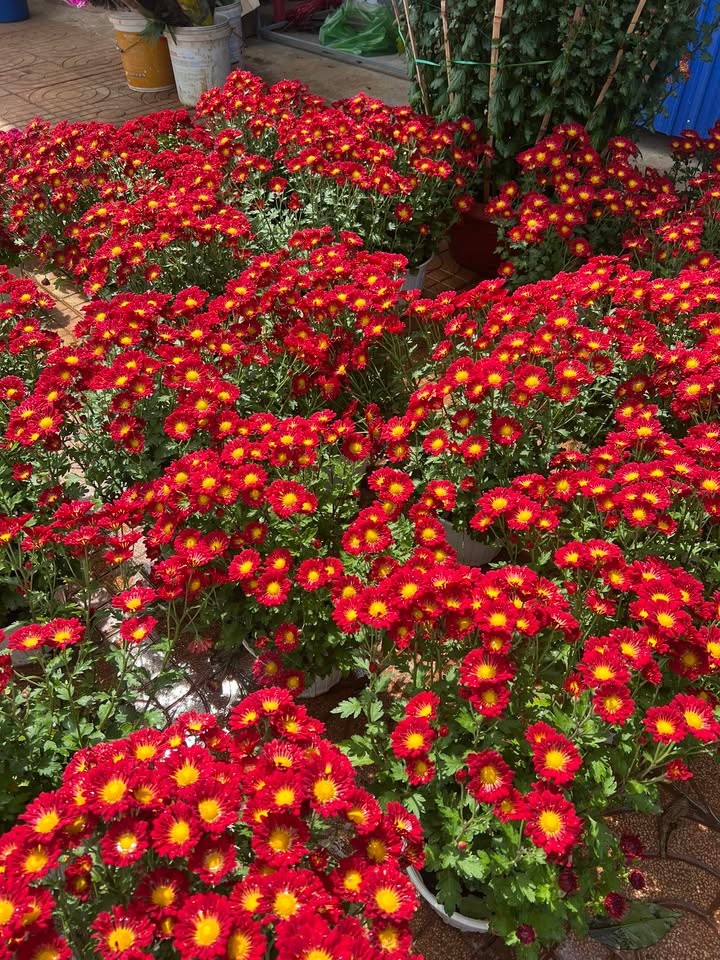 Đất nền Đắk Lao, Đắk Mil 7000m² - Sổ đỏ chính chủ giá tốt!