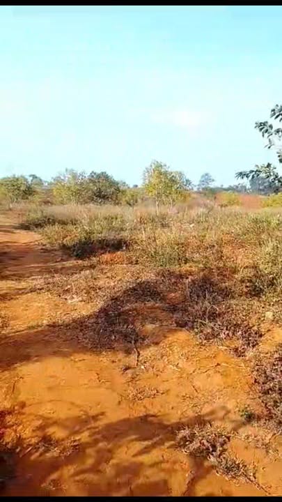 Đất vườn Tuy Đức, Đạ Huoai 2.7ha giá 3.2 tỷ - Đầu tư dài hạn!