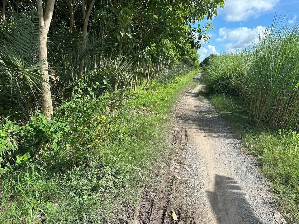 Bán 1027m² Đất Ruộng Thị Trấn Mỹ Luông, Chợ Mới - Giá 700 Triệu TL Chính Chủ