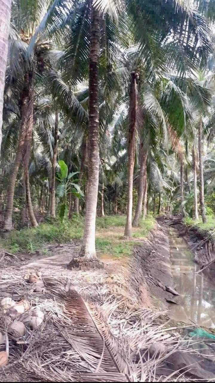 Bán Đất Vườn 1503m² Vĩnh Long - Giá 750 Triệu, Sổ Đỏ Rõ Ràng