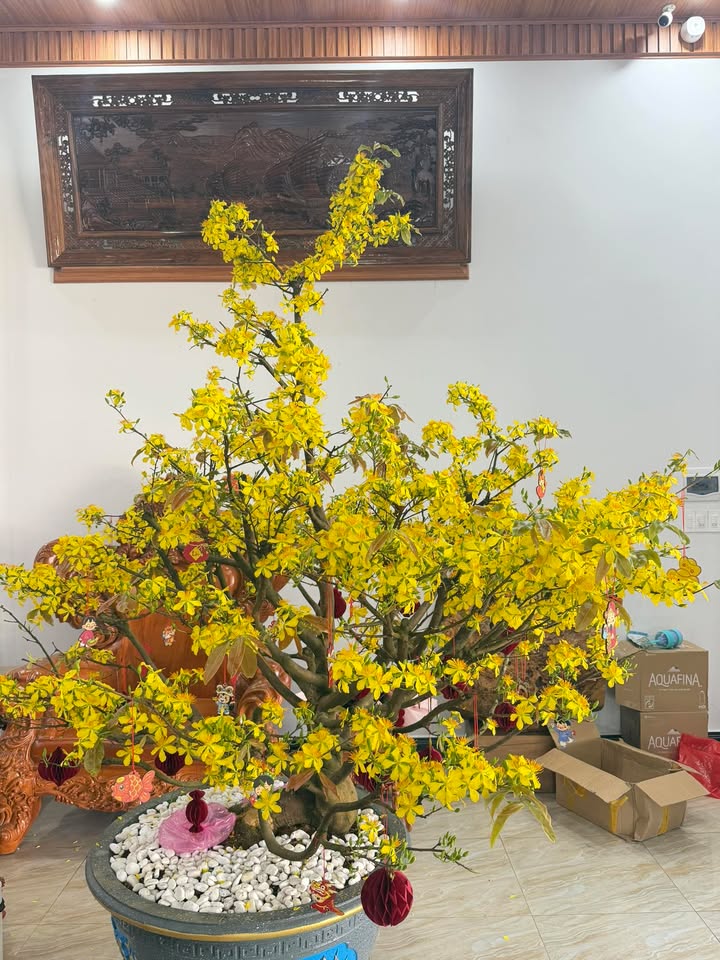 Đất Thổ Cư 60m² Mặt Tiền Nguyễn Mạnh Quân, Plei Kần - Giá 800 Triệu