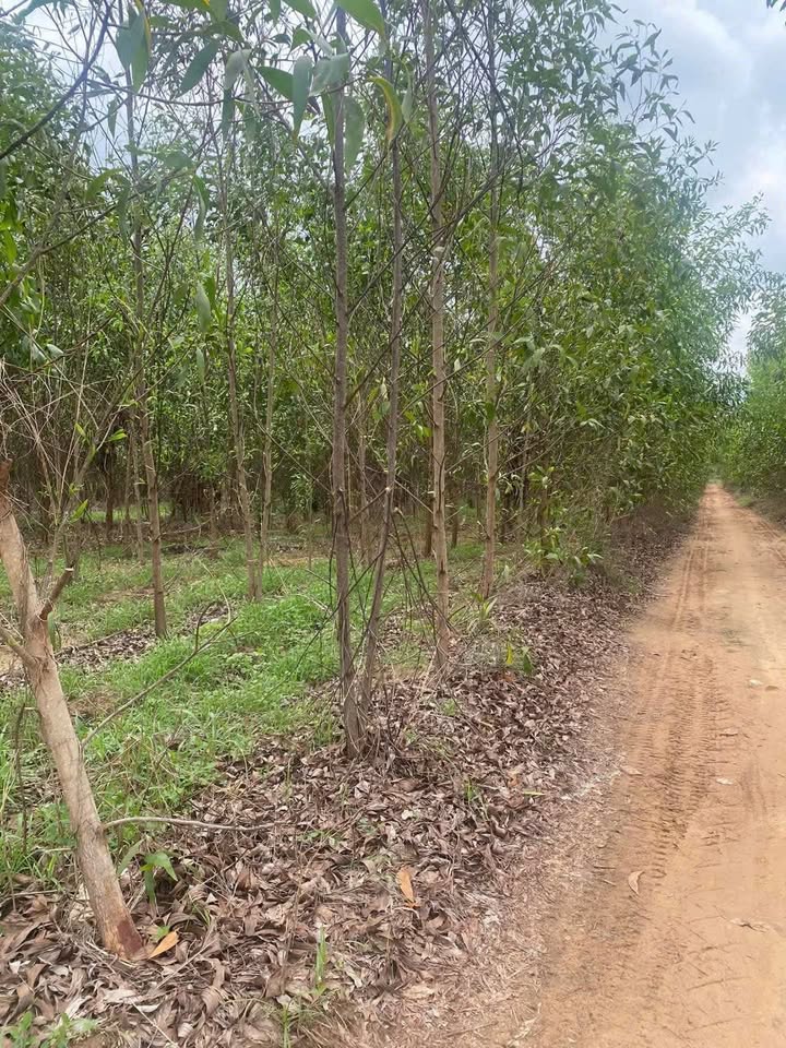 Bán Đất Vườn 83.000m² Tại Hàm Tân, Bình Thuận - Giá Tốt Đầu Tư