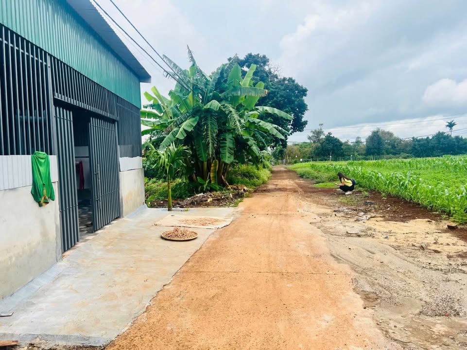 Đất nền Cư Suê 150m² - Đất thổ cư 100%, ngay Ủy ban!