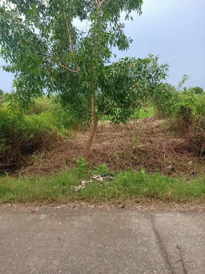 Bán Đất Thổ Cư 100m² Huyện Duyên Hải, Trà Vinh - Lộ Ô Tô