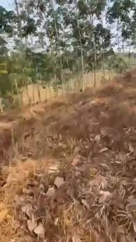 Đất vườn Bù Tôm 1.7ha giá 1.5 tỷ - Đầu tư dài hạn!