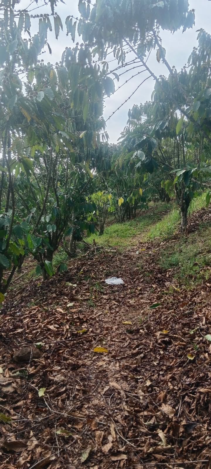 Đất vườn Di Linh 7.200m² giá 2.2 tỷ - Nghỉ dưỡng lý tưởng!