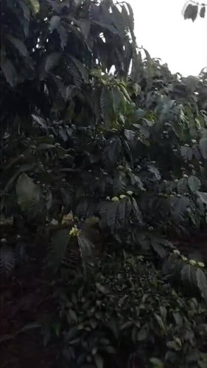 Đất vườn Lộc Ngãi Bảo Lâm 1440m² giá 1.7 tỷ - Sổ đỏ chính chủ