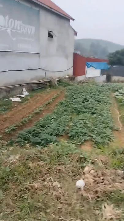 Bán đất Hùng Quan Đoan Hùng 150m² giá 950 triệu - Sổ đỏ chính chủ