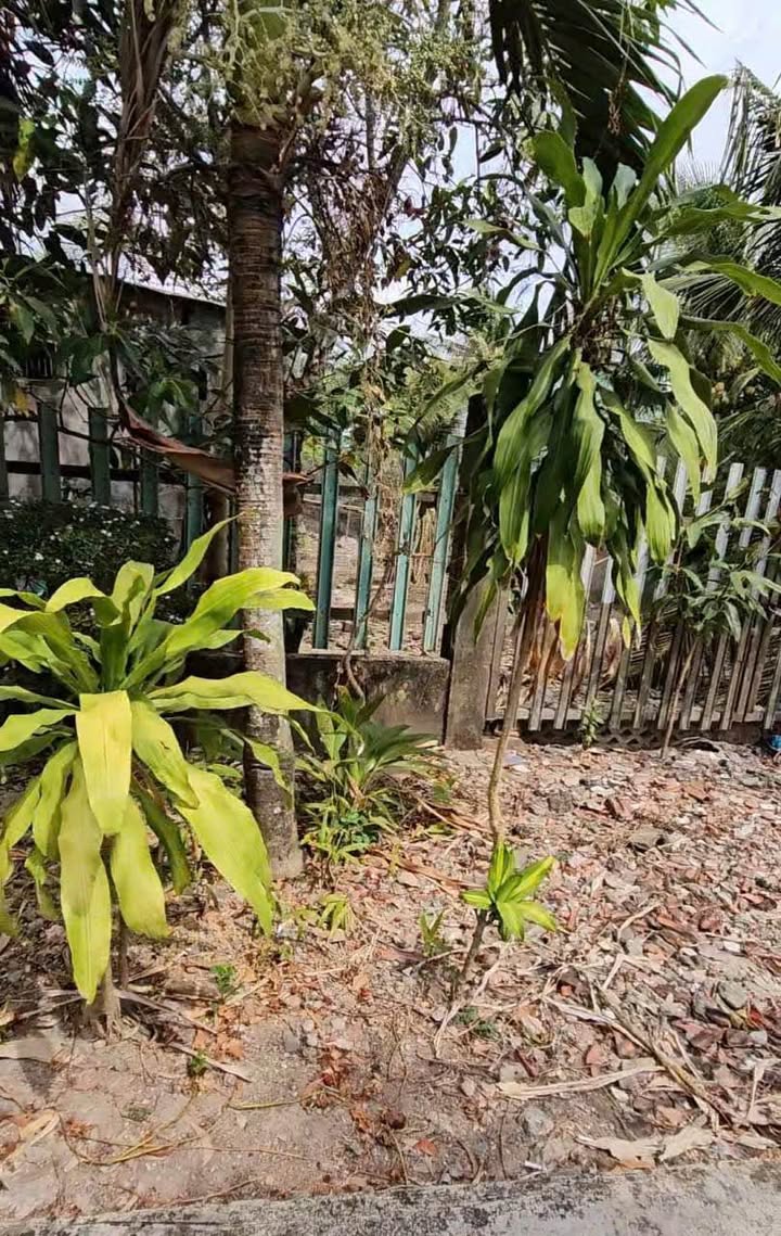 Đất vườn Võ Văn Kiệt, Cà Mau 2110m² - Nghỉ dưỡng lý tưởng!