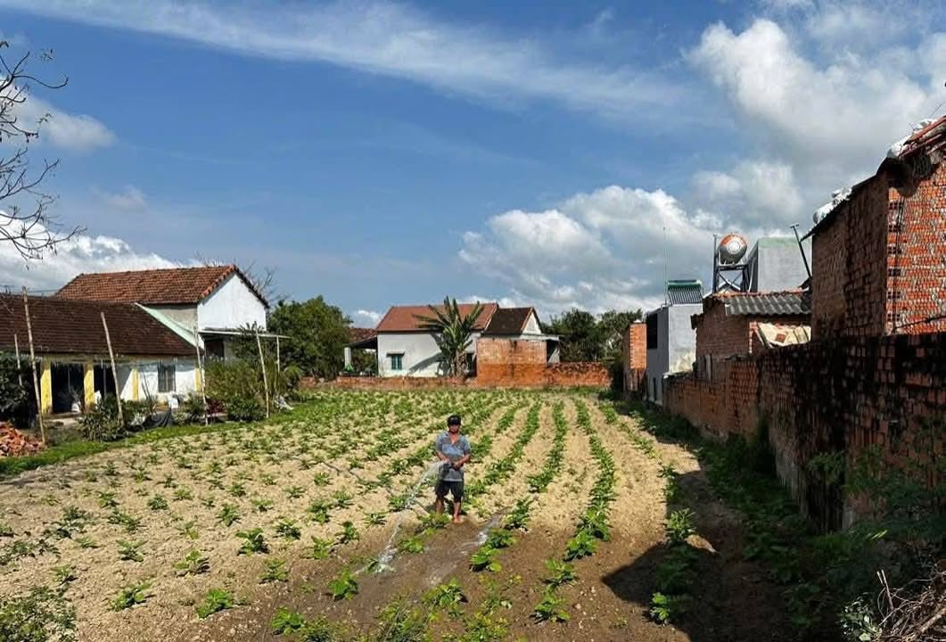 Đất nền Tây Sơn, Bình Định 227m² - Sổ đỏ chính chủ, tiềm năng tăng giá!