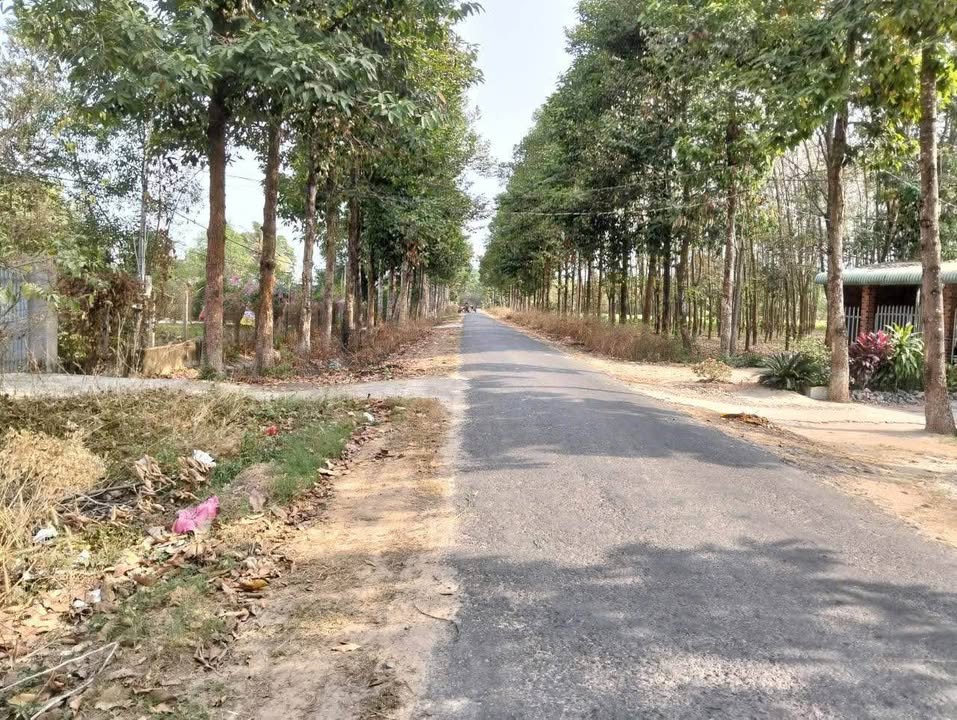 Bán Gấp Mặt Tiền Đường Nhựa 282m² - Xã Trí Bình, Tây Ninh