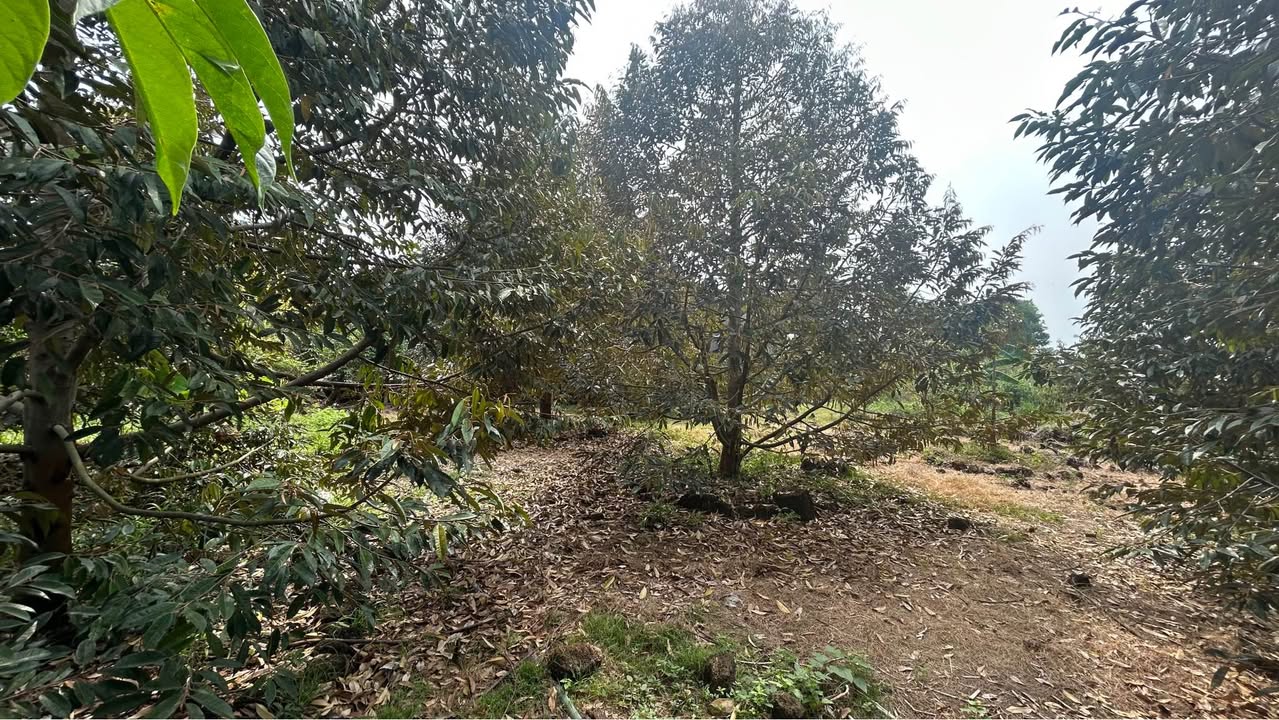 Đất Vườn Tà Lài Đồng Nai 1842m² - Sẵn Sầu Riêng, Ao Cá, Giá 999 Triệu