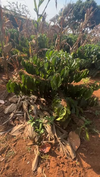 Bán Đất Vườn Lâm Đồng 3.5 Sào - Sổ Đỏ Rõ Ràng