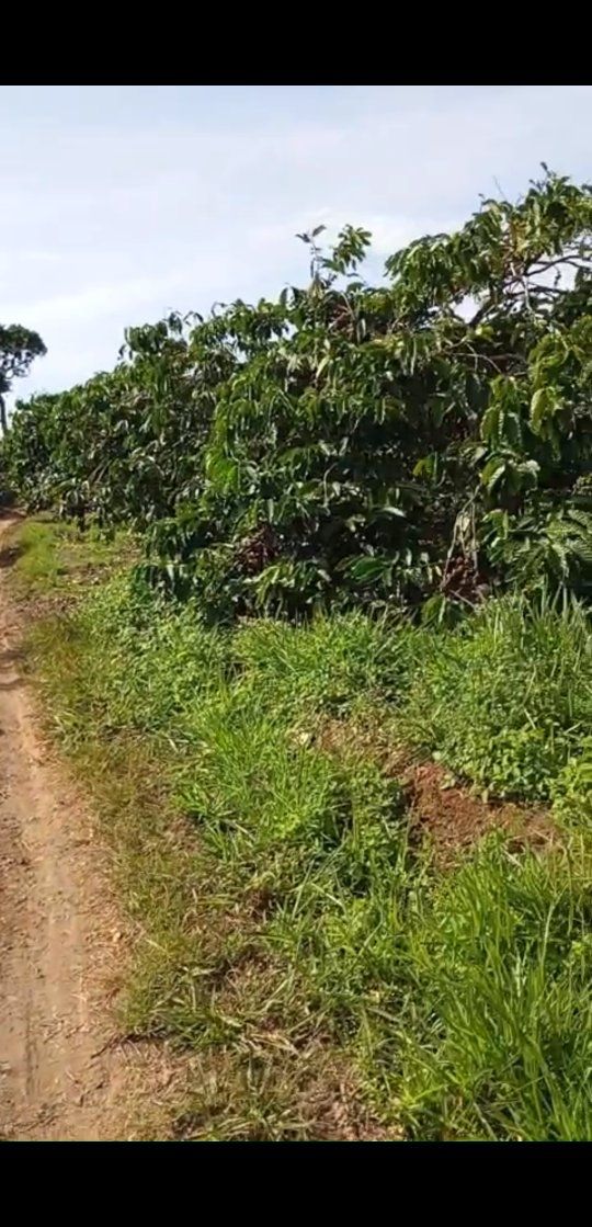 Đất vườn Tân Nghĩa Di Linh 2664m² giá 2.441 tỷ - Sinh thái xanh!