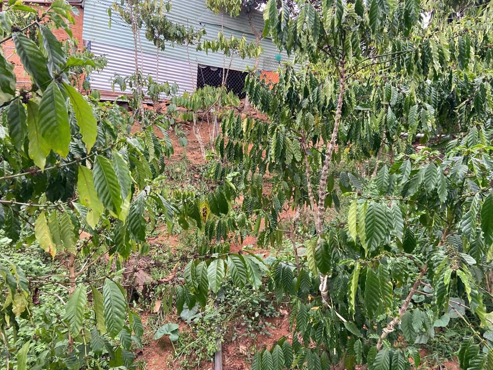 Đất nền Lộc Ngãi, Bảo Lâm 500m² - Tiềm năng tăng giá, nở hậu đẹp!