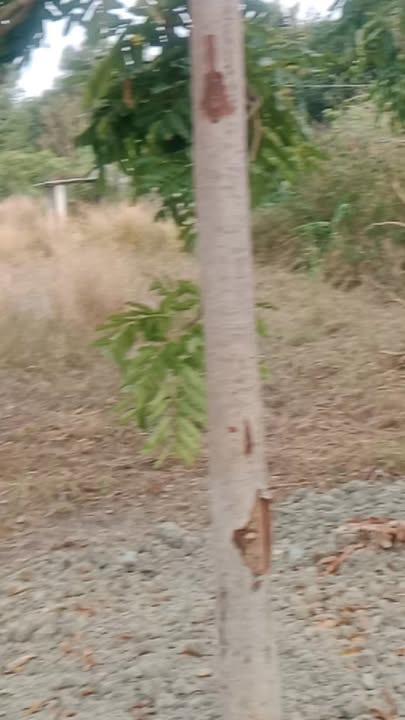 Bán Gấp Đất Nền 1000m² Mặt Tiền Đường Nhựa Xuân Lộc, Đồng Nai - Giá 750 Triệu