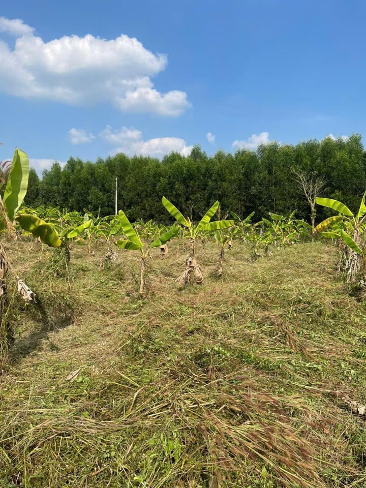 Đất nền Xã Lang Minh, Xuân Lộc 228m² - Sổ hồng chính chủ!