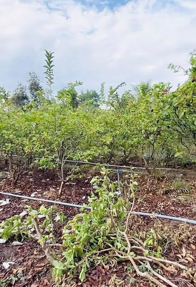 Đất Vườn Bình Minh Vĩnh Long 2000m² 1.65 Tỷ - Nghỉ Dưỡng Lý Tưởng!