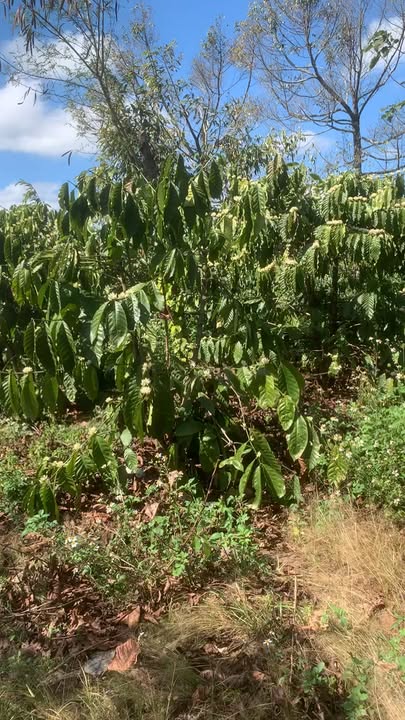 Đất Nền Mặt Tiền QL14C Đắk Song 10.000m² - Kinh Doanh/Ở Thoải Mái