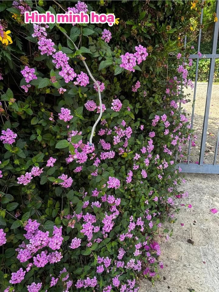 Đất nền Đắk Wil Cư Jút 850m² 350 triệu - Giá tốt hiếm có