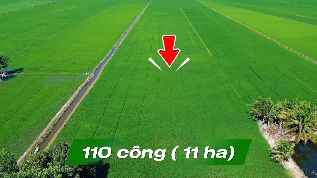 Bán 11ha đất lúa Tịnh Biên An Giang - Đầu tư dài hạn sinh lời cao