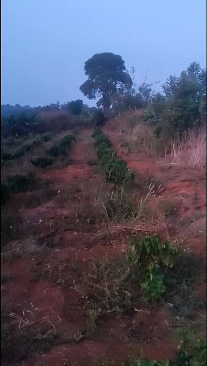 Đất vườn Trường Xuân Đắk Song 1.8ha giá 2.1 tỷ - Nghỉ dưỡng lý tưởng