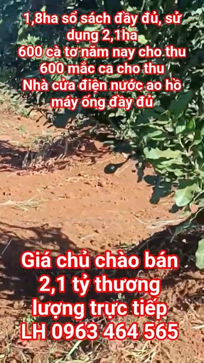 Farm Đắk Nông 2ha - Sổ Đỏ Riêng, Mắc Ca Cho Thu, Cà Phê Tơ - Giá 2.1 Tỷ TL