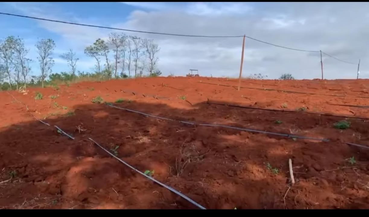 Farm 12.000m² Ia Blư, Gia Lai - Sẵn Cây Cà Phê Con, Giá 1.55 Tỷ