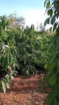 Đất vườn Ea Tân 2ha thỏa thuận tốt - Sổ hồng rõ ràng