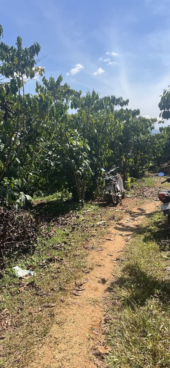 Bán Đất Vườn Lộc Đức Bảo Lâm 10.360m² Giá 12.95 Tỷ Nghỉ Dưỡng Lý Tưởng