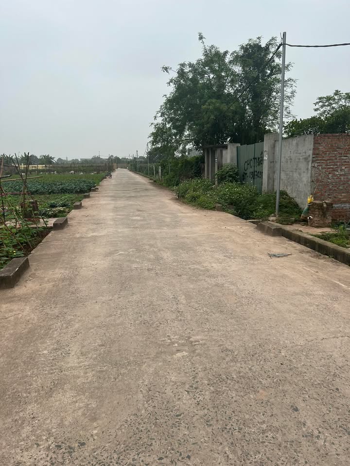 Bán đất trồng cây 240m² Song Phương, Hoài Đức - Sổ đỏ sẵn sàng, giá tốt