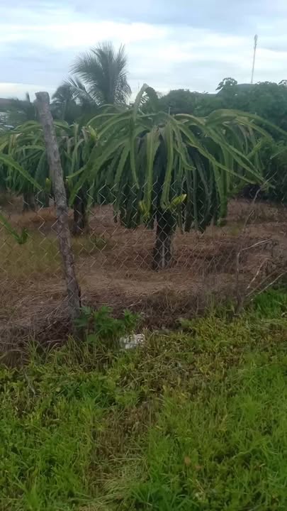 Đất Vườn 406m² Hàm Thuận Nam, Bình Thuận - Giá 1.6 Tỷ, Sổ Đỏ