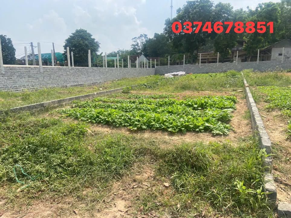 Đất nền Thanh Ninh, Việt Yên 200m² - Tiềm năng tăng giá vượt trội!