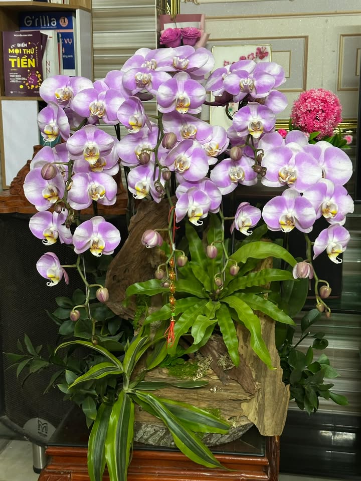 Đất nền Nghi Hòa Cửa Lò 220m² - Vị trí vàng gần biển, giá cực tốt!